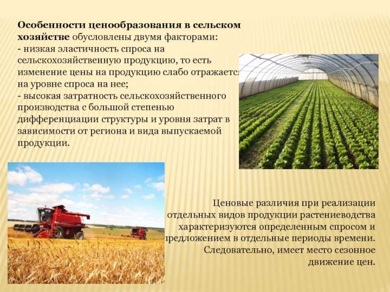 Себестоимость картофеля: 4.4. калькуляция себестоимости овощей открытого грунта и картофеля / консультантплюс