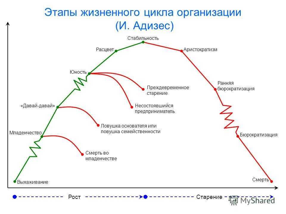Жизненный цикл организации