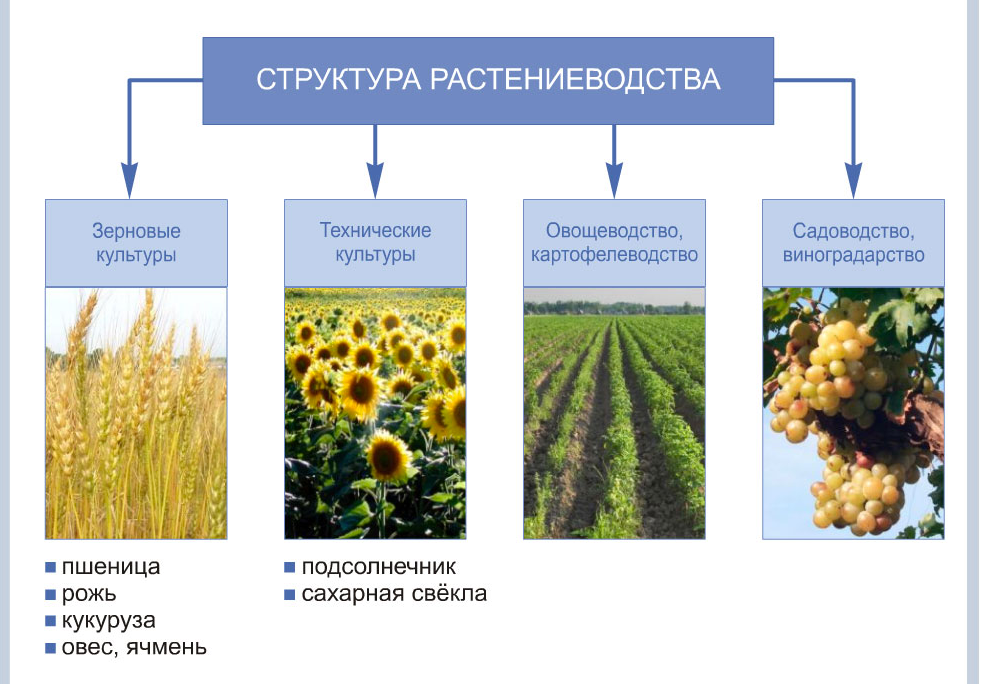 Эффективность выращивания льна масличного в современных условиях | статья в журнале «молодой ученый»